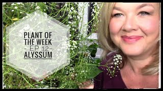 Plant of the Week - Ep 12 Alyssum