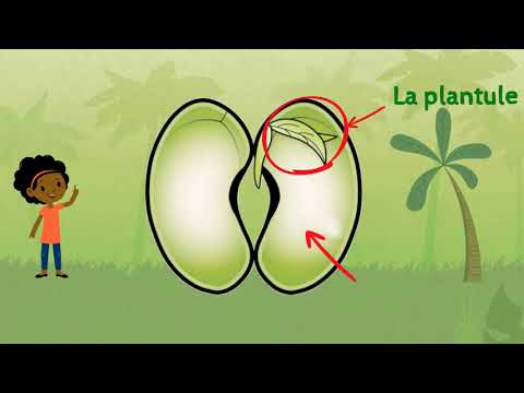 Vidéo: Qu'est-ce que la graine périspermique ?