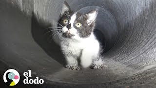El gatito más adorable queda atrapado en una alcantarilla | El Dodo
