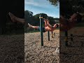 Front lever training #strongyogi #calisthenics #fitness #yogafit