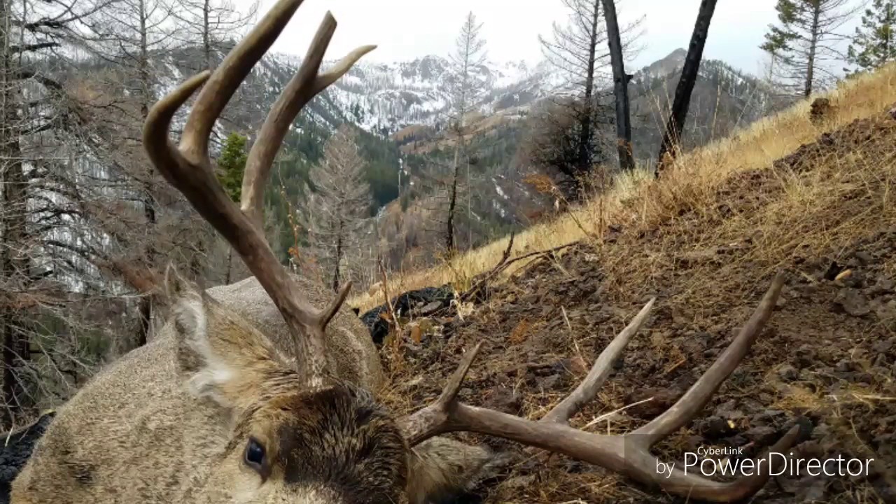 2020 Idaho Mule Deer Hunt Youtube - Bank2home.com