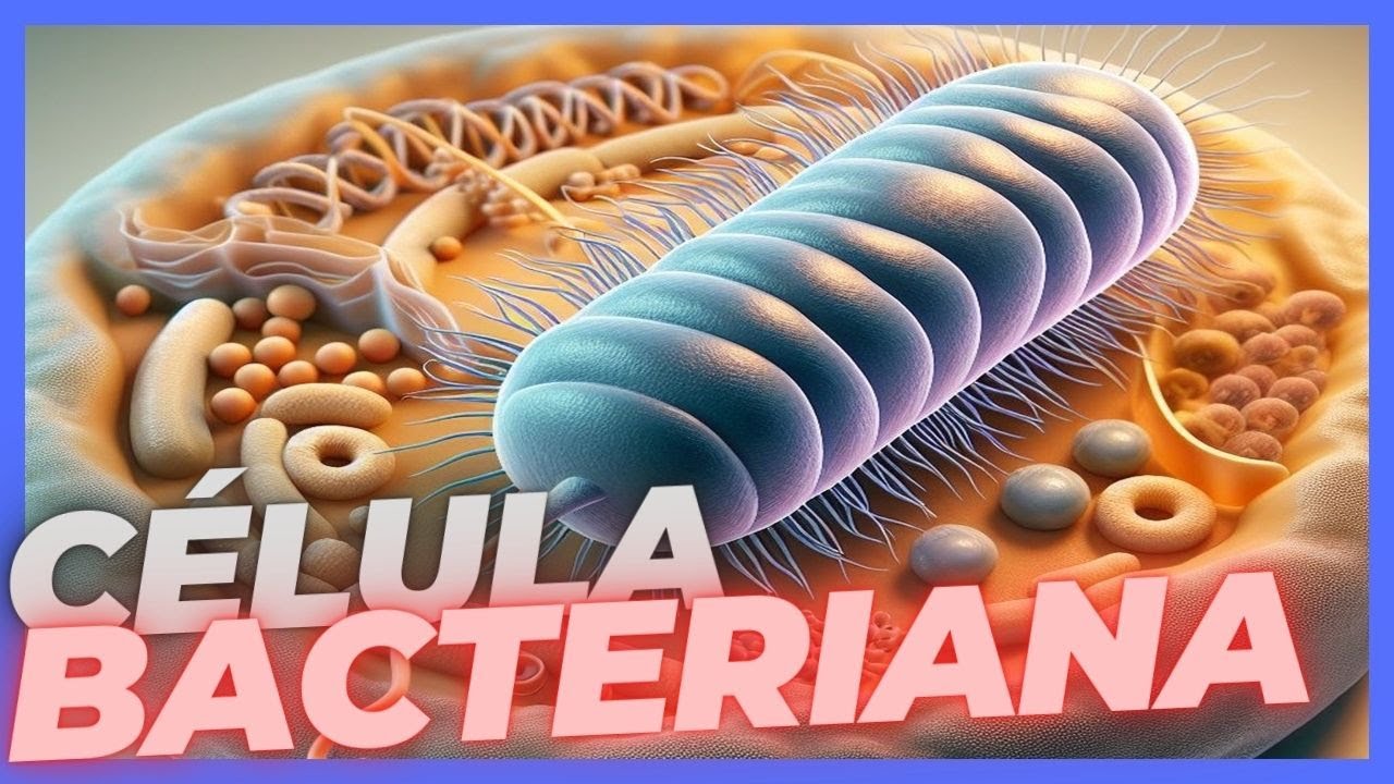 Célula Bacteriana (Conheça as Características Das Estruturas Que Compõem  Esse Tipo Celular)