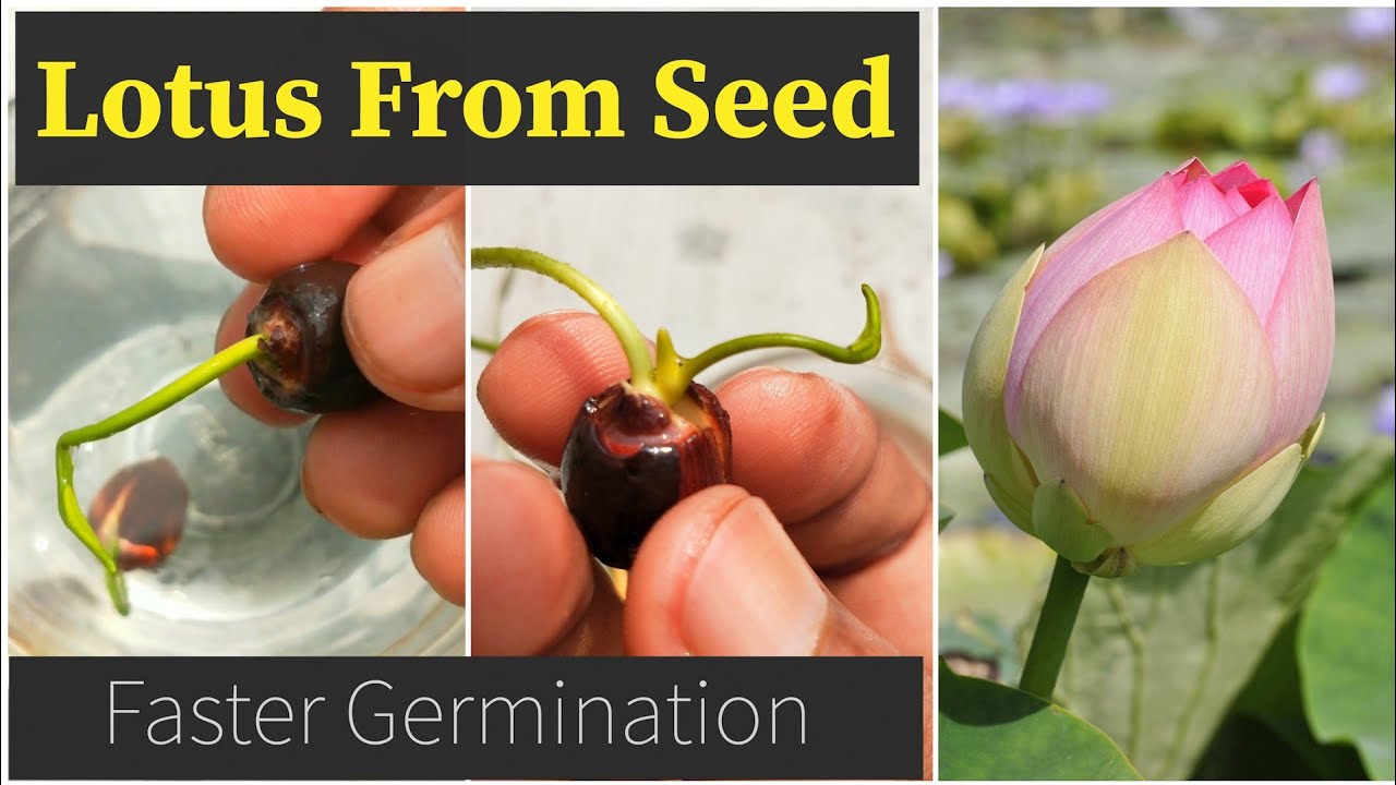 How To Grow Lotus From Seeds Easiest Fastest Method Growing Lotus How To Grow Lotus From Seeds Easiest Fastest Method Growing Lotus