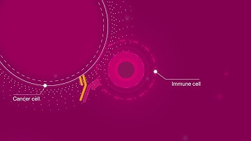 Trailblazing science: bispecific antibodies & immune cell engagers