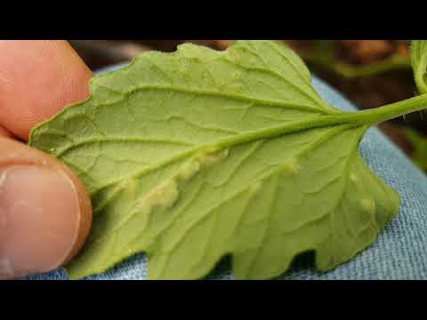 Video: Domates Yaprağı Küf Tedavisi: Domates Bitkilerinde Yaprak Küfünün Tedavisi