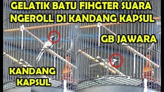 LOMBA KICAU GELATIK BATU - AKSI HISTERIS GELATIK BATU DI KANDANG KAPSUL / BULAT - NGEROL TAK JEDA