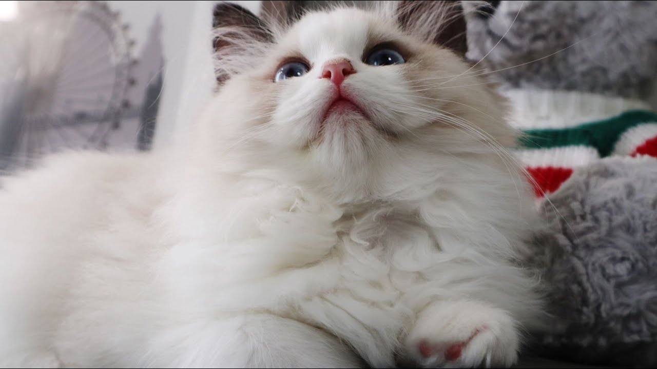 3 month Ragdoll kitten first time playing with teaser toy in forever