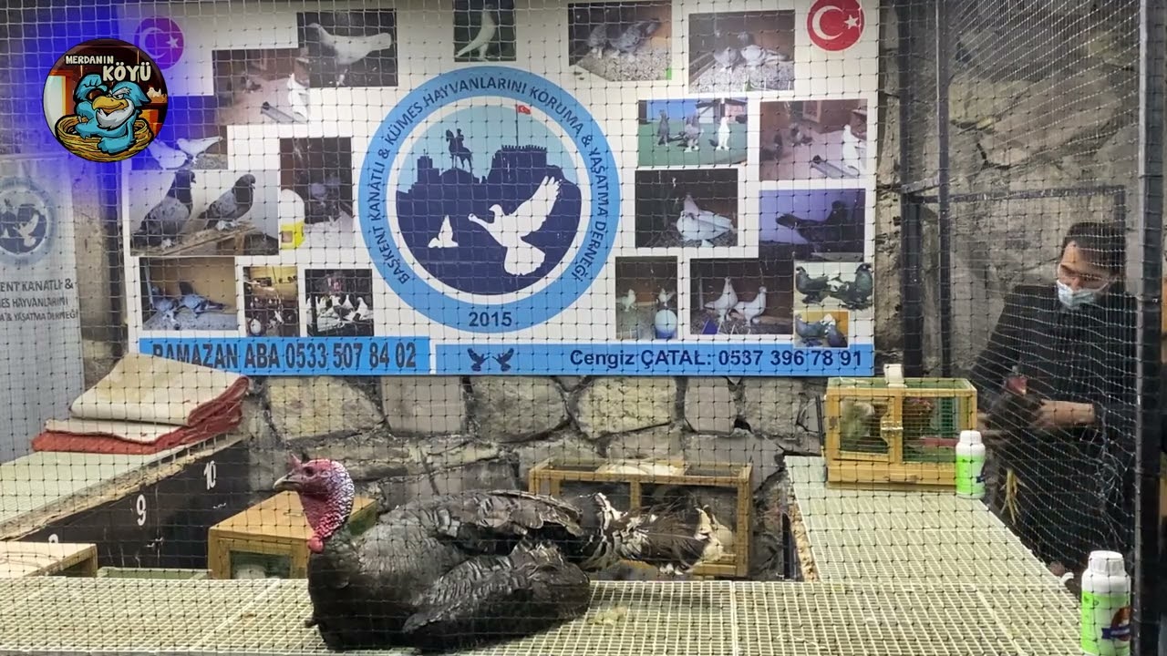 Tavuk İhalesinden Karaler