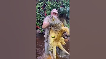 This turtle hunts crocodiles