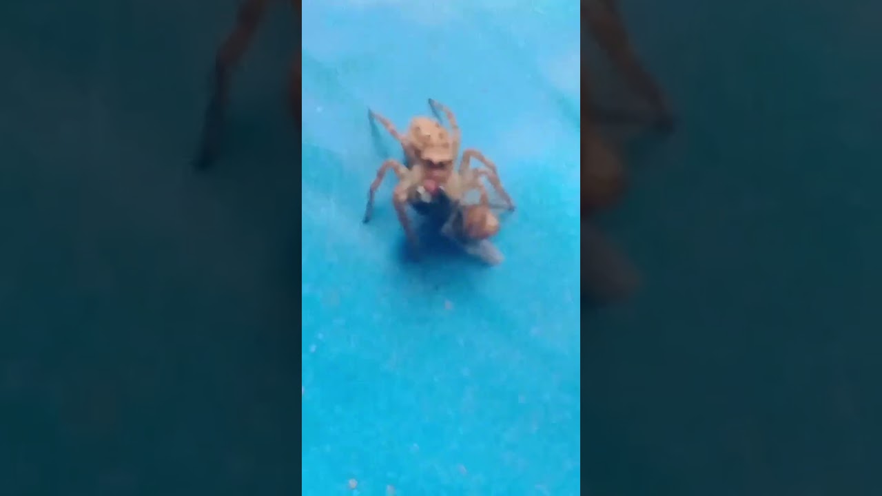 spider catching its prey 