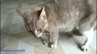 Kucing 3 hari minggat pulang marah marah