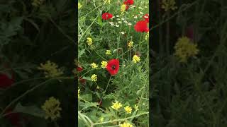 Secret field of Poppies ... in Central Rotterdam