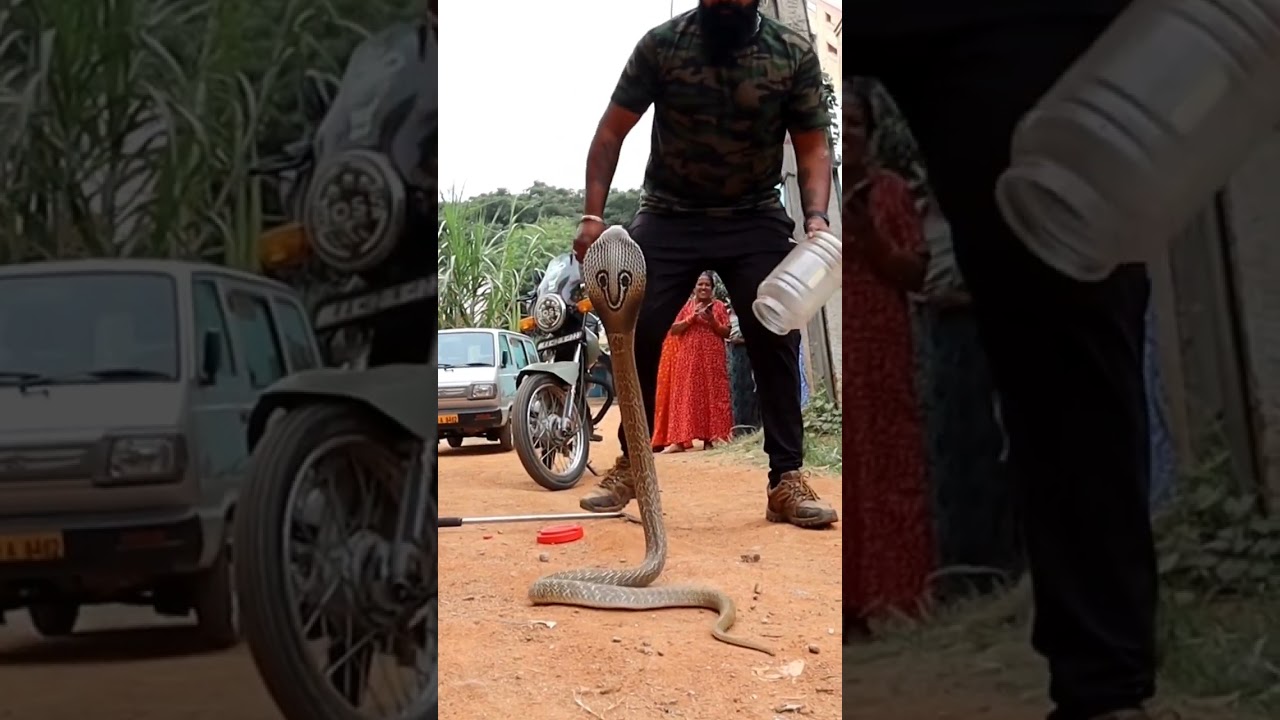 spectacle Cobra rescue time #viral #snake #cobra #ads #YouTube