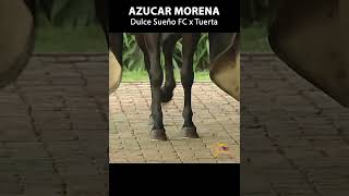 AZUCAR MORENA_CAMPEONA_DE_CAMPEONAS_DEL_PASO_FINO_ COLOMBIANO #pasofino #horse #shortsvideo