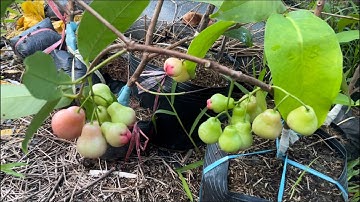 Giống Mận Đỏ Mới Đài Loan (MST) 🇹🇼 lựa chọn ưu tiên