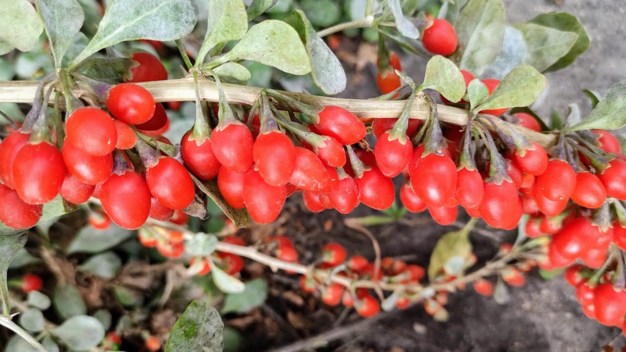 Gojiberry - Incredibly Prolific Old Ornamental Plants With Huge Fruits