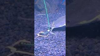 Ternyata Seperti Ini Cara Ikan Lele Makan Umpan
