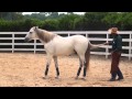 Fernando e Global Equus Afro