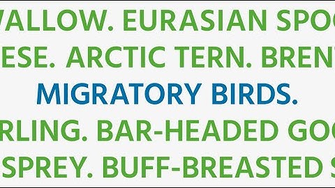 World Migratory Bird Day 2022 - 天天要聞