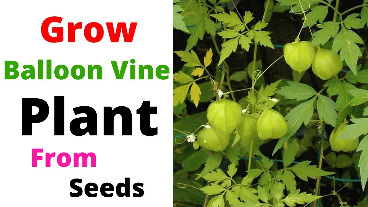 Grow Balloon Vine Plant From Seeds Heartseed Cardiospermum Youtube