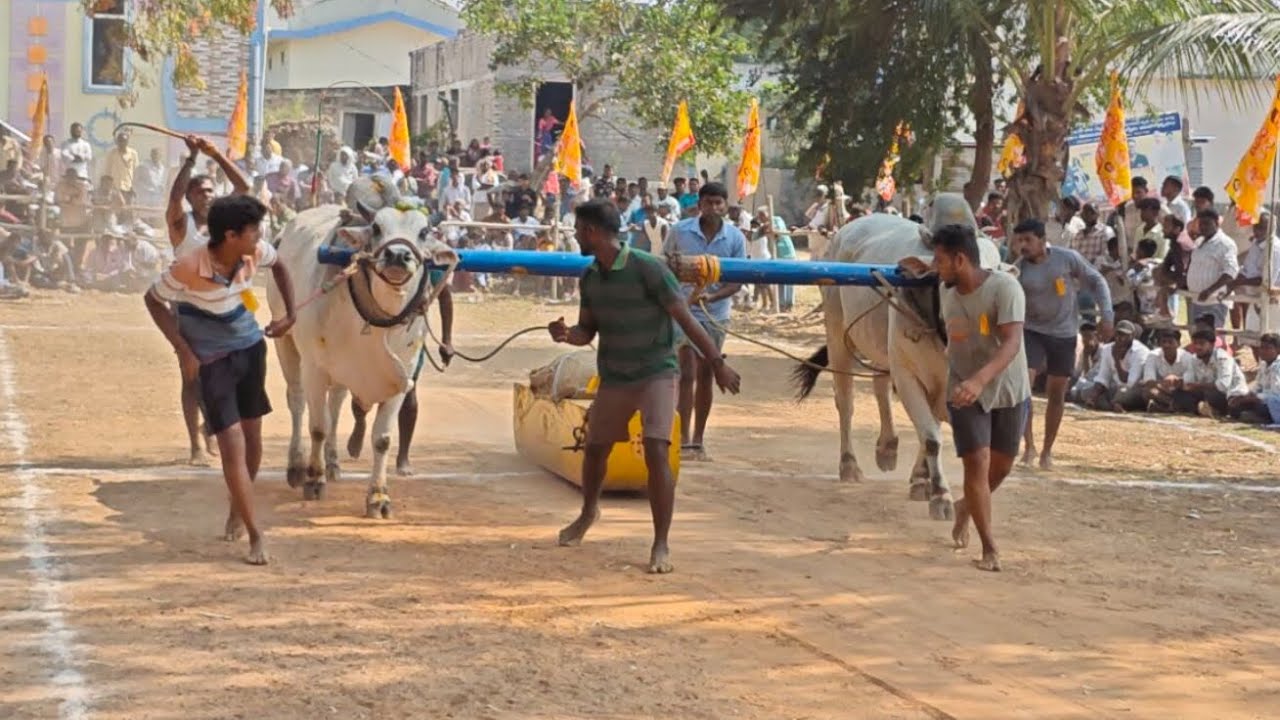 కామనూరు గ్రామం న్యూ క్యాటగిరి కి 4వ జత NVVR బుల్స్Basha bull racing305 watching