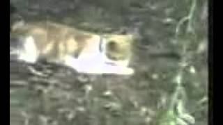 Podborka Prikoly Smewnye Kowki Spaces R