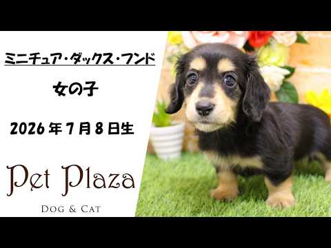 マロ姫様 ご確認ページ ダックス YouTube