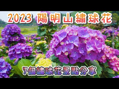 2023 陽明山竹子湖繡球花 I 7個觀賞繡球花的景點 I 大梯田、曹家花田香、高家二區、財福海芋田、花谷海芋園、大賞園、名陽匍休閒農莊