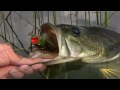 Fly fishing with top water frog poppers  legendary alpine bass by todd moen
