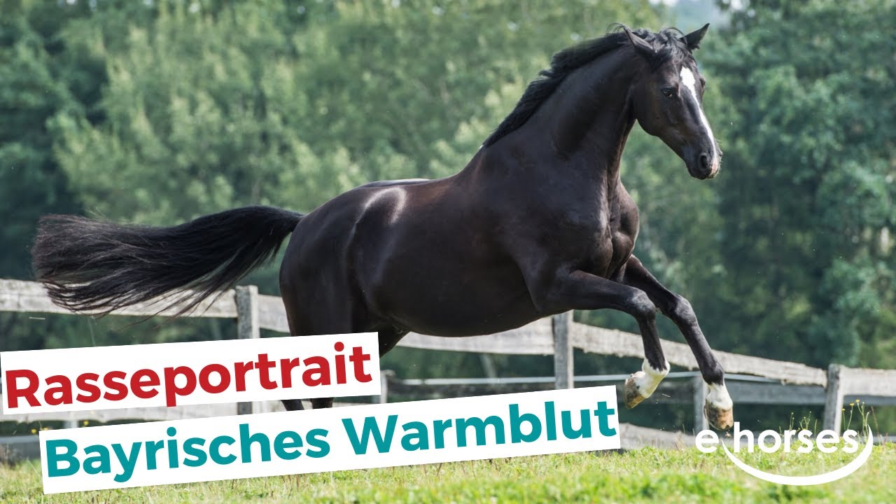 Das Bayerisches Warmblut im Rasseportrait