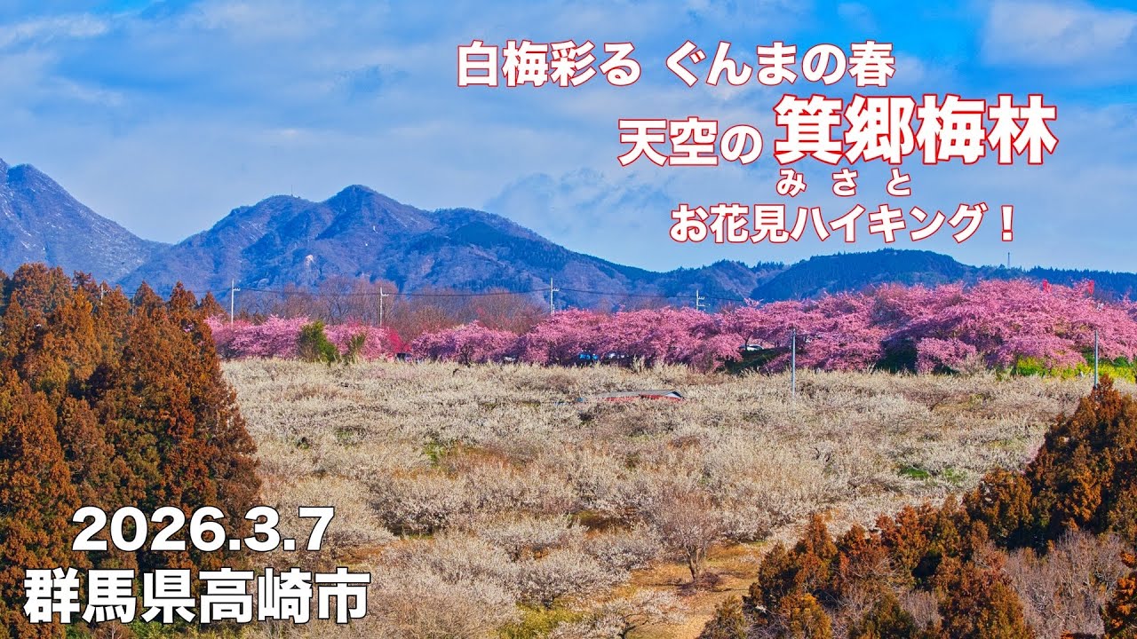 【お花見ハイキング2026】4K 圧巻の【箕郷梅林】榛名山を背景に約１０万本の梅 群馬県高崎市