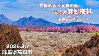 【お花見ハイキング2026】4K 圧巻の【箕郷梅林】榛名山を背景に約１０万本の梅 群馬県高崎市