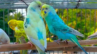 Budgies singing in Pet Store | Parakeet Sounds | 6 Hour screenshot 5
