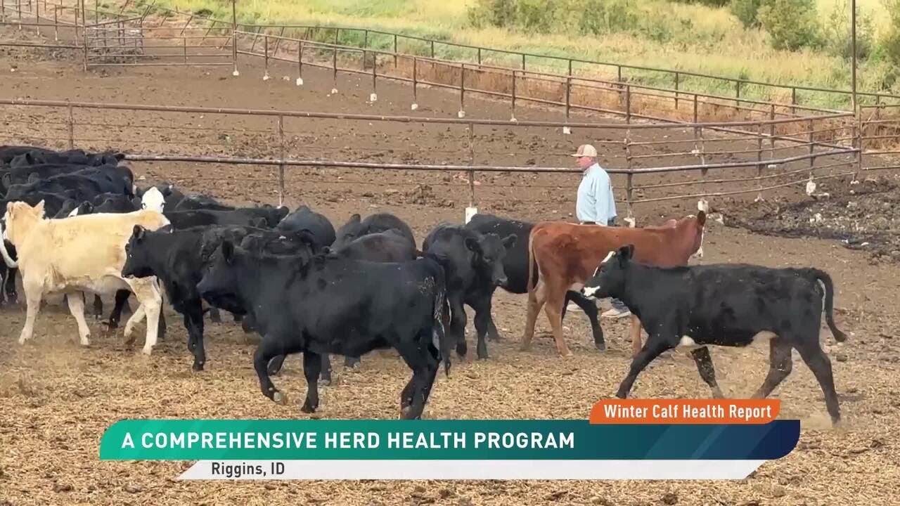 How Cattle Producers Can Protect Their Calf Profits