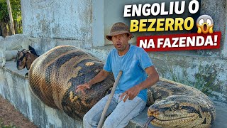 VAQUEIRO CONTA DA COBRA GIGANTE QUE ENGOLIU UM BEZERRO NA FAZENDA😱🐍| DANILO PIMENTA