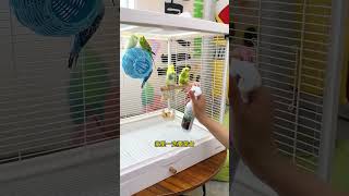 Spray this insect repellent on your parrot; it's safe and and parasites. #ParrotInsectRepellentSpray