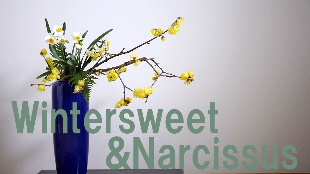 生け花 高さのある花瓶に早春のお花 Ikebana 蝋梅と水仙の瓶花 Spring Flowers In A Tall Vase Wintersweet Narcissus Youtube