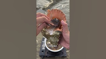 Ra biển bắt con ốc to rồi cùng thưởng thức