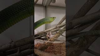 Crazy Boomslang Tries To Kill Me! #Boomslang #Reptiles #Venomous #Snakes #Attack