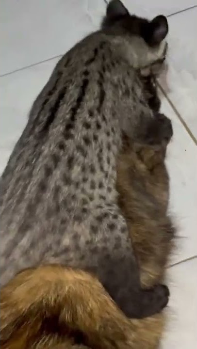 Musang pandang kawin sama kucing