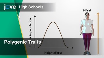 Polygenic Traits | Bio | Video Textbooks - Preview