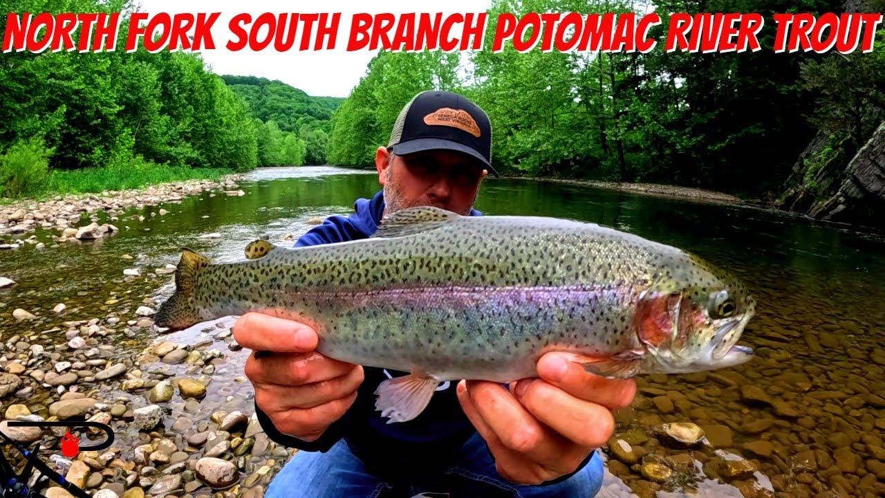 Trout Fishing West Virginia's North Fork South Branch Potomac River YouTube