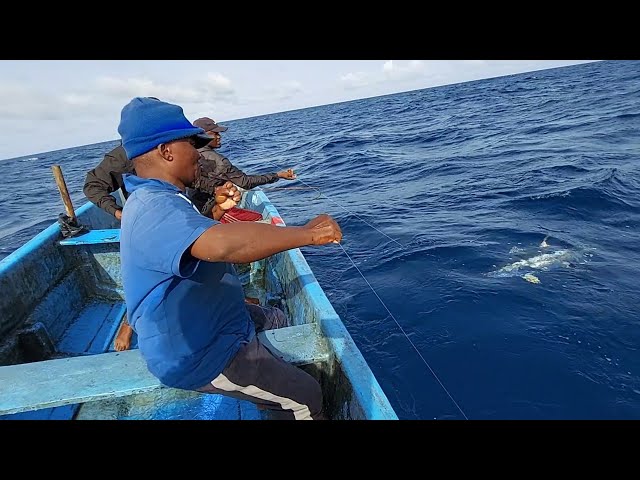 fishing for yellowfin tuna fish catching skills handline fishing
