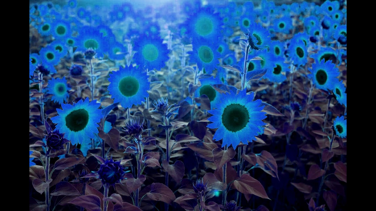 【Remix】Orangestar Sunflower feat.夏背.(Short) YouTube