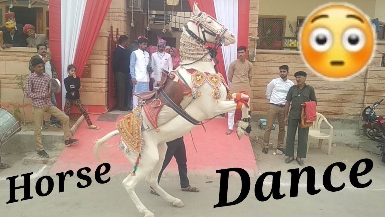 Horse 🏇 Dance at Marriage in JODHPUR | Tech Mukans VLog #18