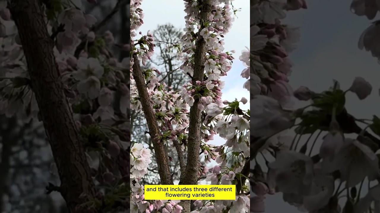 🌸100 Cherry Trees Planted In Just ONE Garden🌸