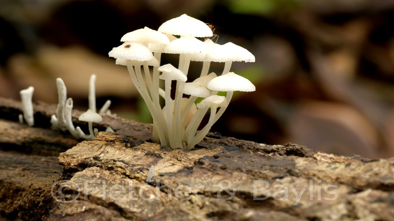 Timelapse, bioluminescent fungi start to glow, Malaysia. 51686.uhd