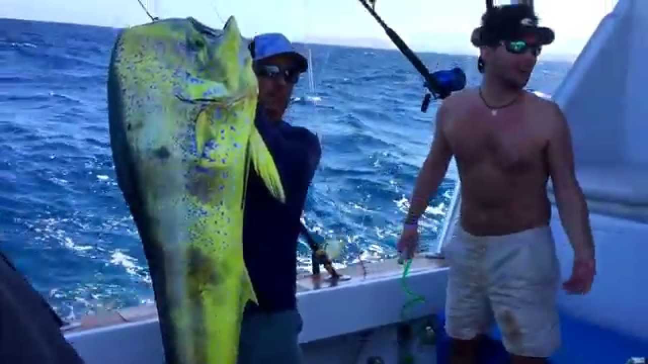 Largest Dorado (Mahimahi) ever caught on rod and reel? YouTube
