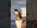 Peregrine Falcon Speed Will Shock You!#birds #shorts #animals #marinemystery #wildlife
