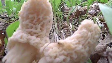Morel Madness